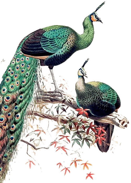 Footer Bird