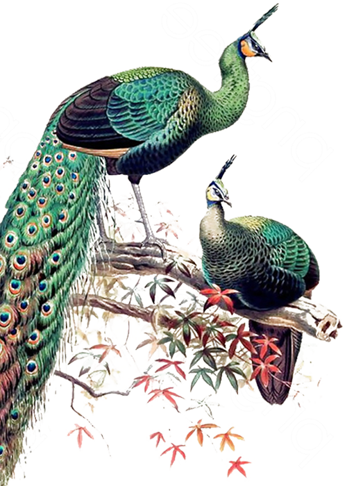 Footer Bird